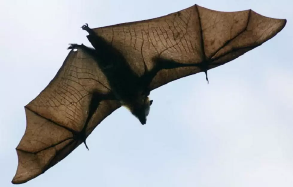 Young Woman Forced Out Of Her Home By Bats!