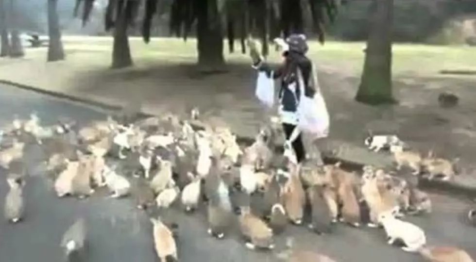 Hundreds of Rabbits Swarm a Woman in a Park [VIDEO]