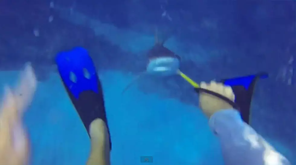 Help Plan Your Spring Break Vacation With This Shark Attack [VIDEO]