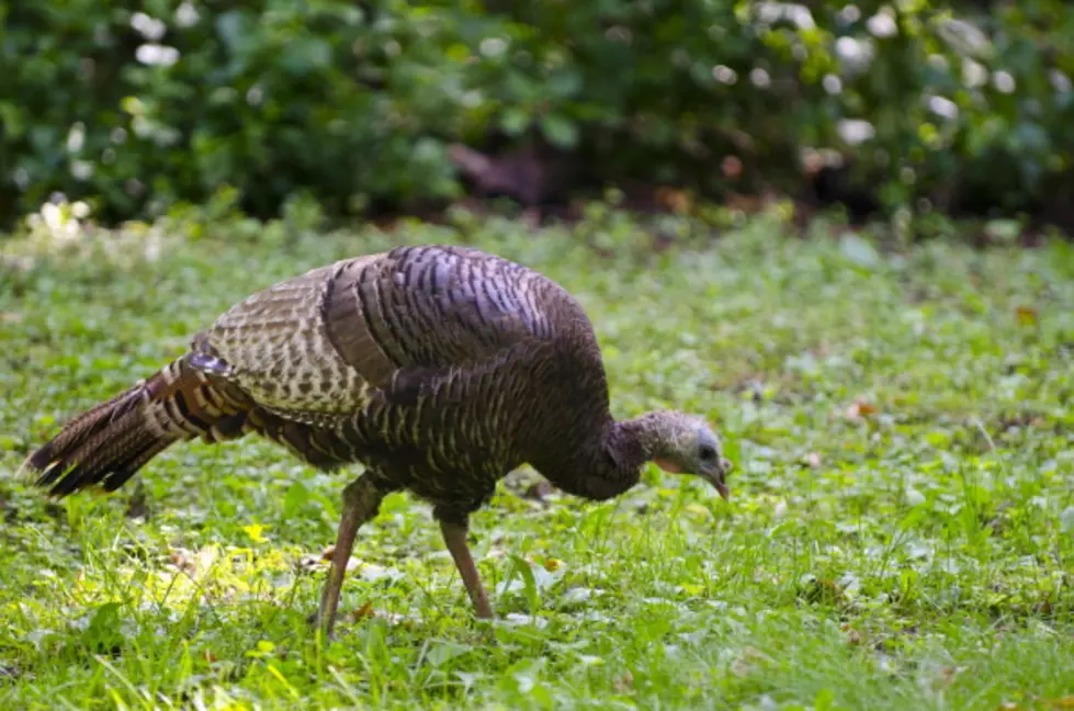 Disabled Hunters Invited to Turkey Hunt at Rockville Park