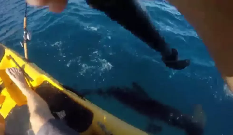 Hammerhead Shark vs Kayak [VIDEO]