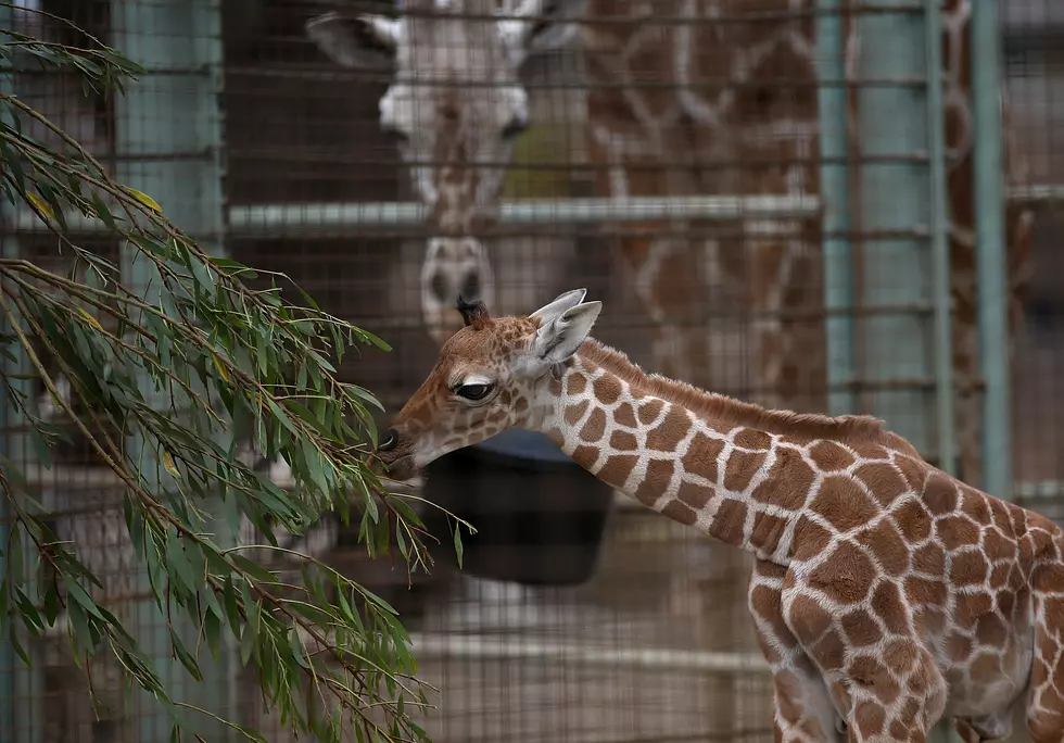 Watch a LIVE BIRTH of a Giraffe Here! [LIVE VIDEO]