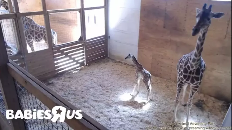 The Wait is Over: April the Giraffe Gives Birth! [Watch]