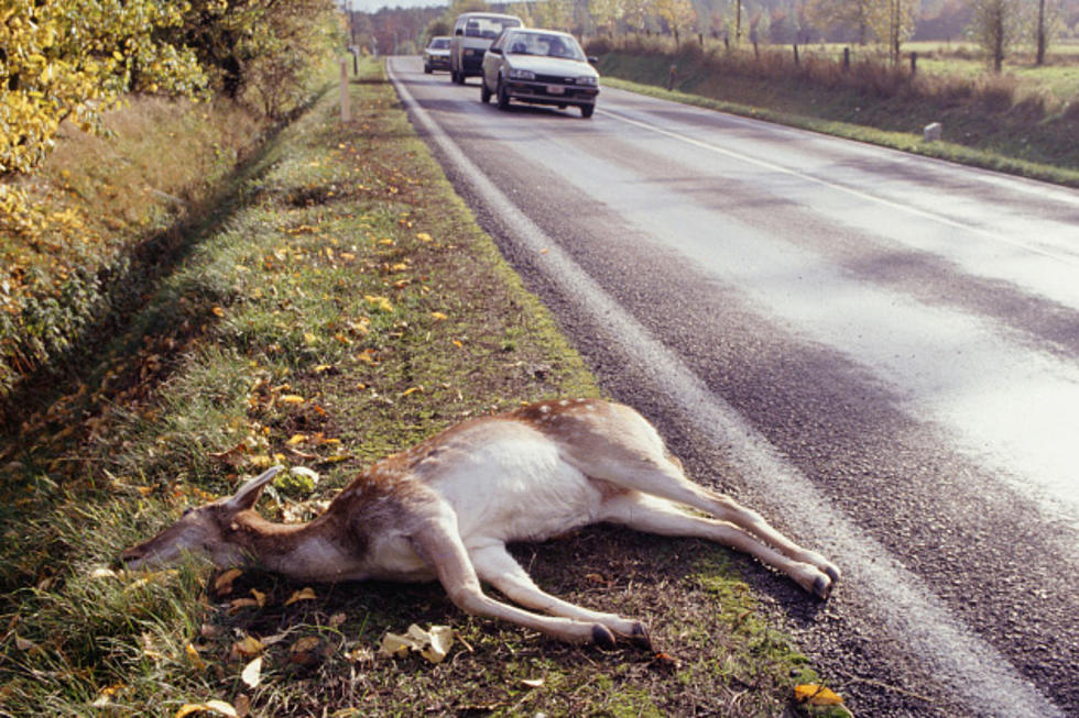 What Are The Odds Of Hitting An Animal When Driving In Minnesota?