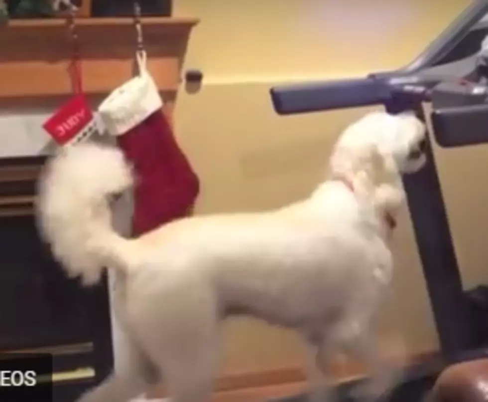 My Dog Astro Loves the Treadmill