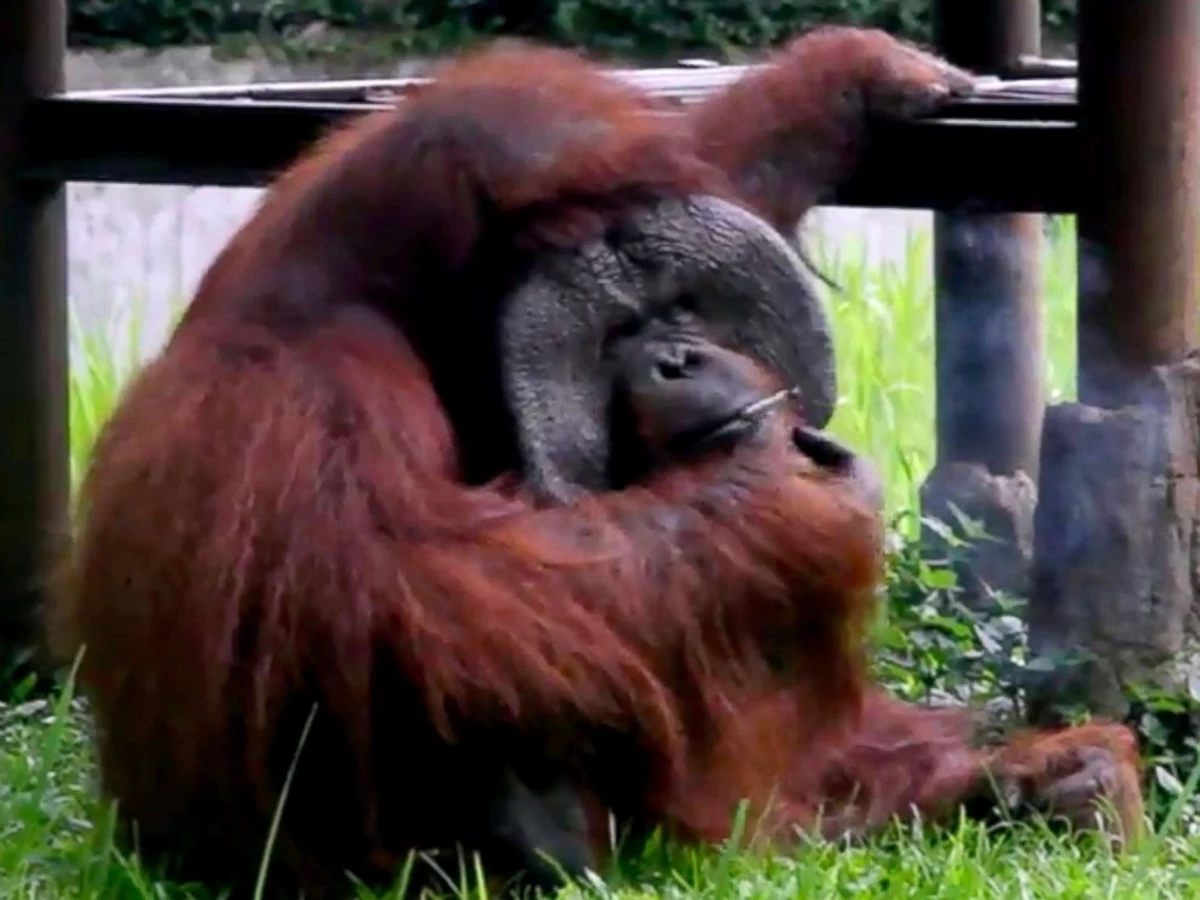  Smoking  Orangutan  That Would Never Happen at the Minnesota Zoo