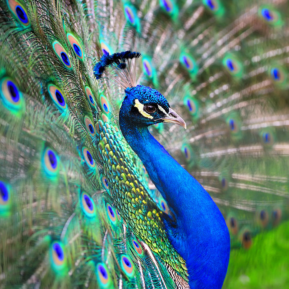 Where is Dave, the Peacock?