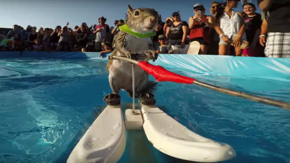 Twiggy, the Water Skiing Squirrel, is Retiring.