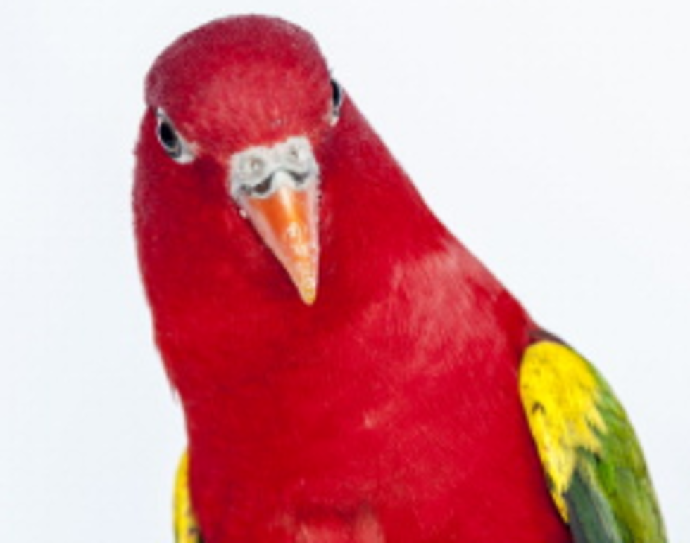 Parrot Arrested After Tipping Off Drug Dealers
