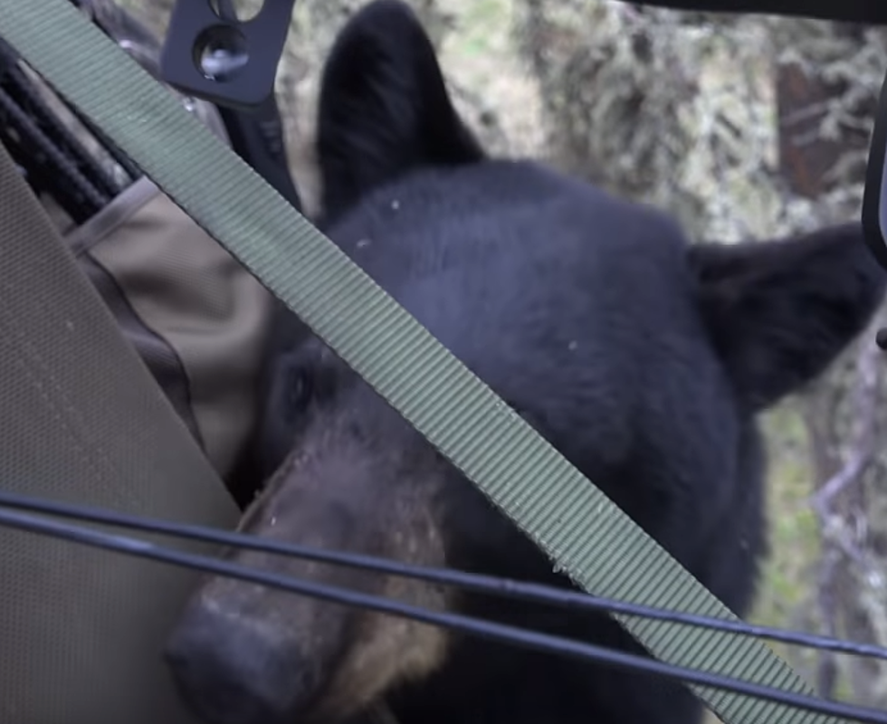 Bear Climbs Into Tree Stand With Hunter (very cool video)
