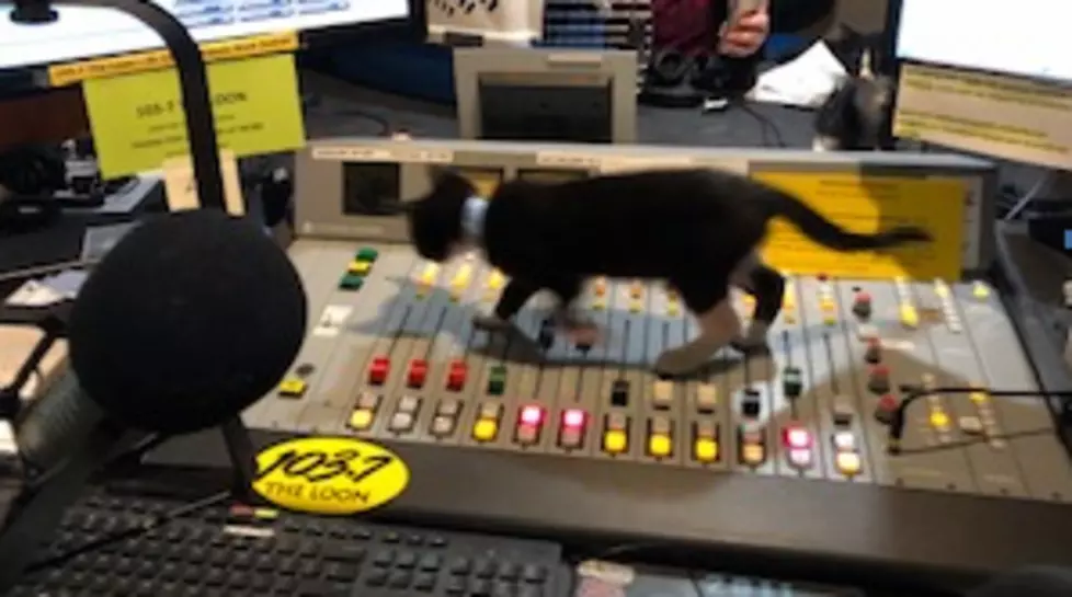 Some Pretty Cool Kittens in the LOON Studio This Morning