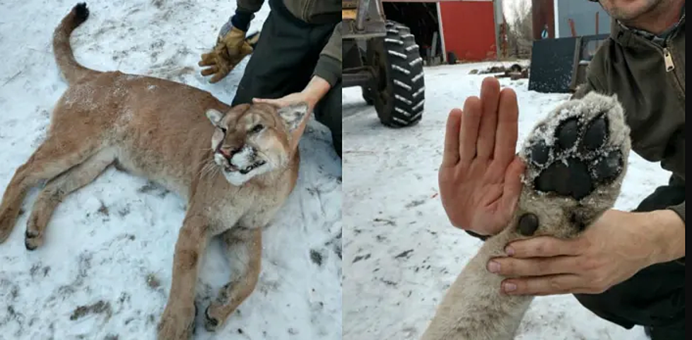 142 Pound Cougar Hit By Car in Northern Minnesota