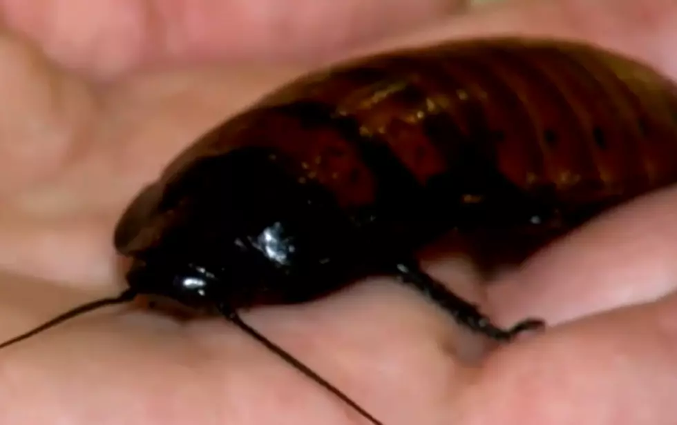 Have a Cockroach Named After Your Ex for Valentine's Day (video)
