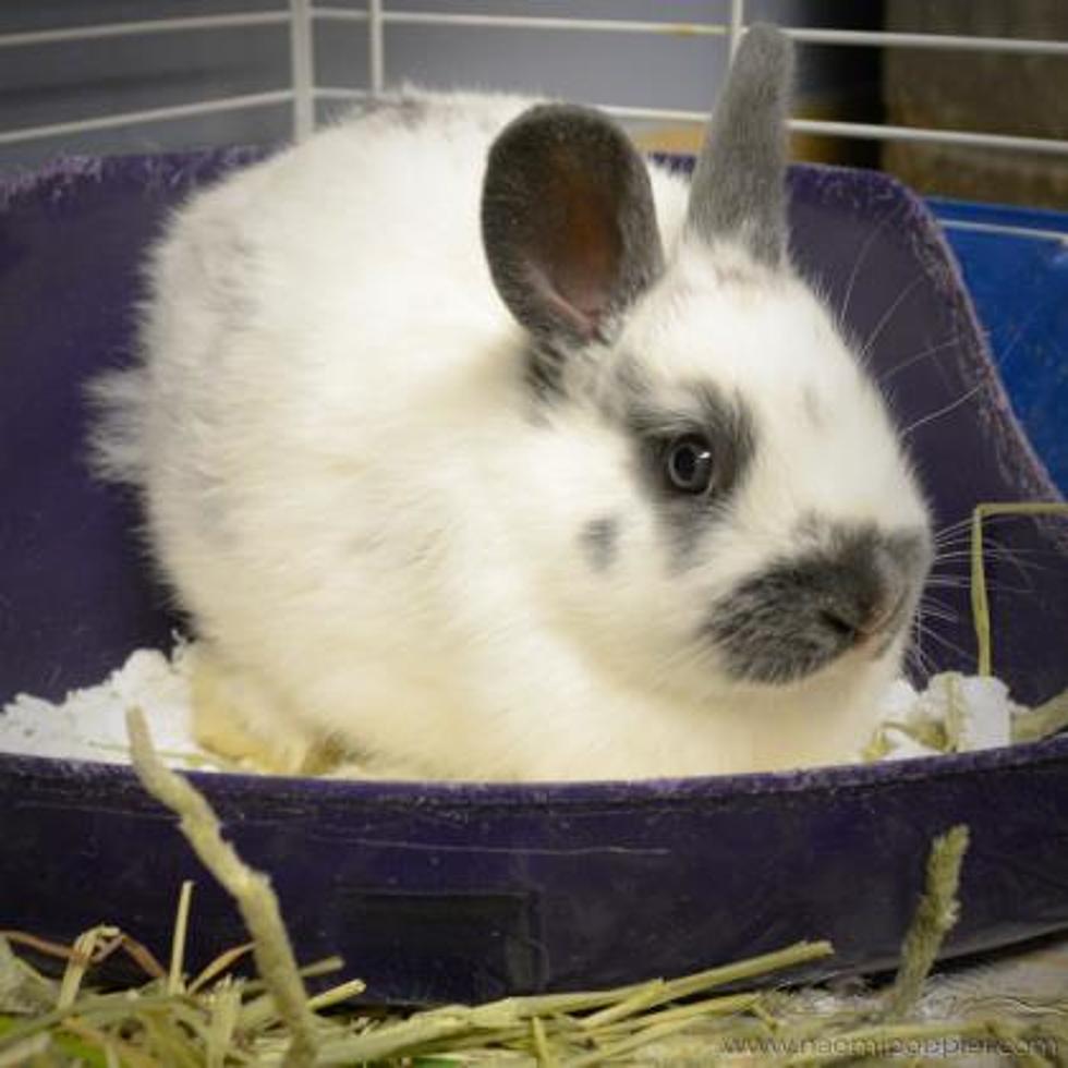 Fern the Bunny Needs a Home