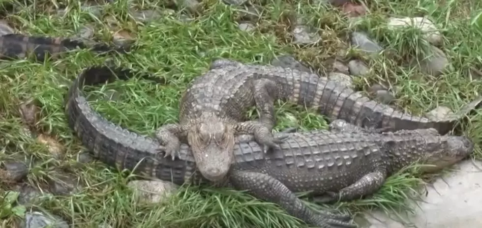 Brainerd Woman Sends Kid Into Gator Pit to Retrieve Wallet (video