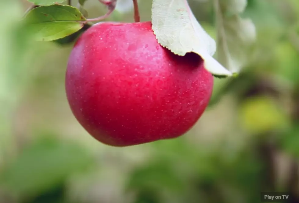 Some of the Best Apples are Grown in Minnesota