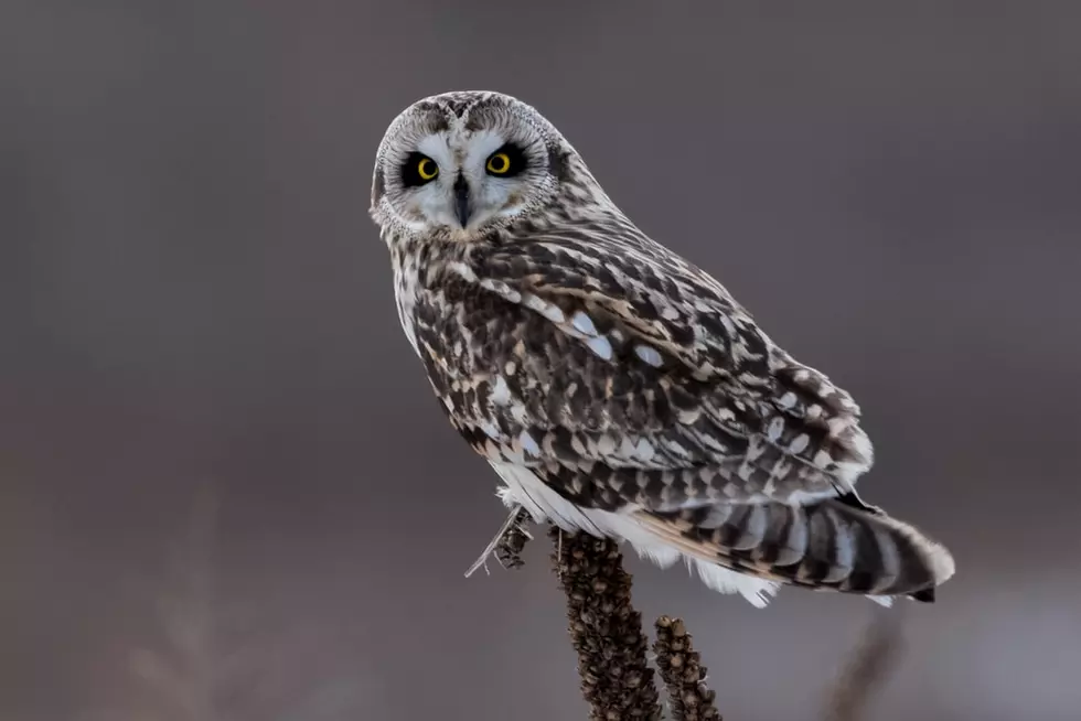 Take A Trip to Itasca and Learn About Owls &#038; Nature