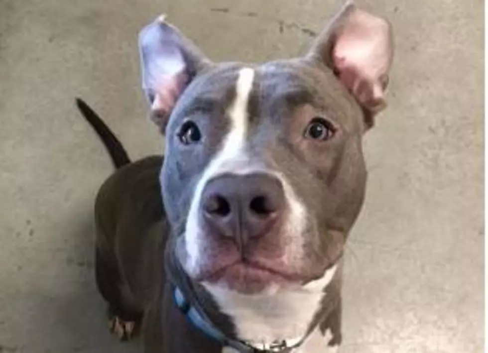 Blue Is Up For Adoption.  Let&#8217;s Get Blue A Home (VIDEO)
