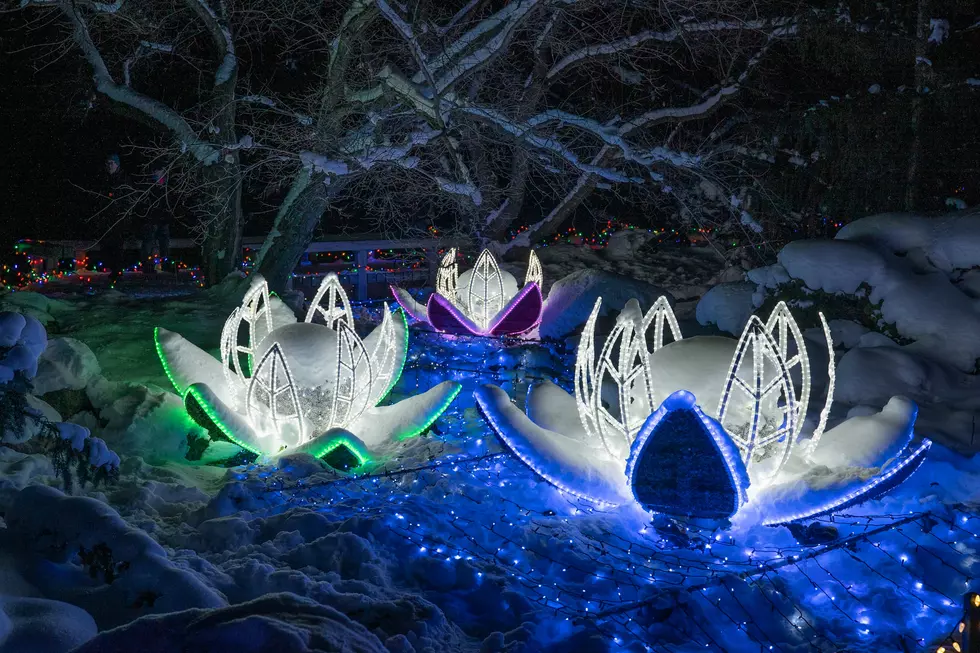 Drive-Thru Holiday Lights at the Arboretum: Tickets Available