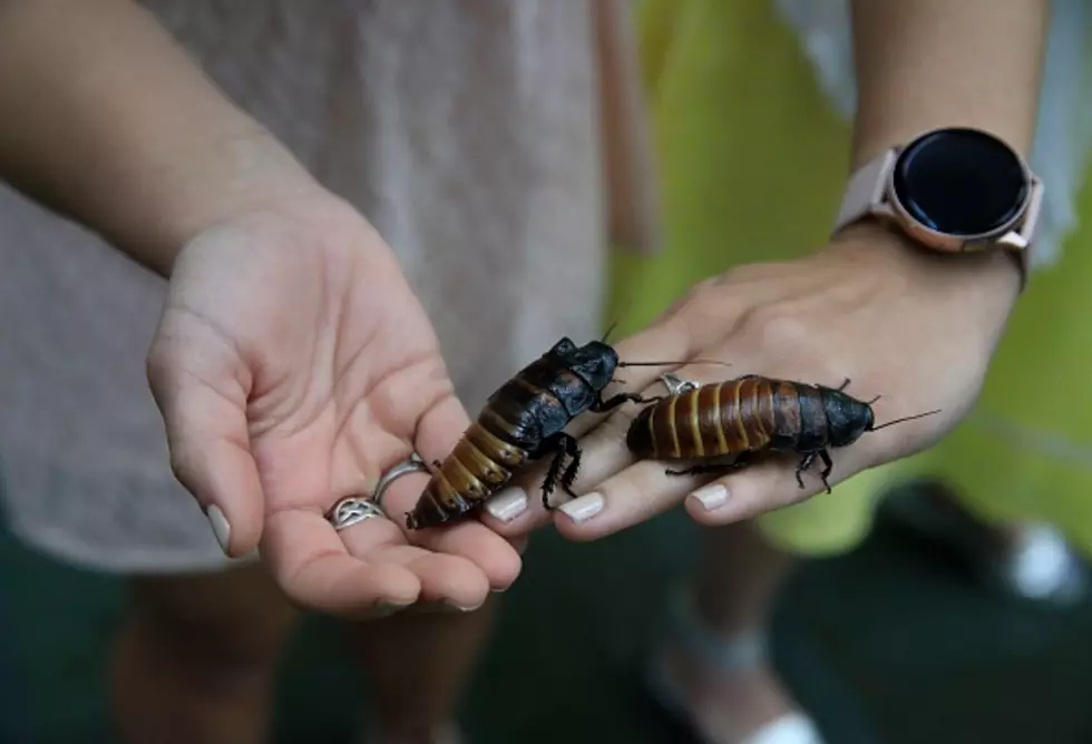 Hemker Park and Zoo Lets You Name A Cockroach After Your Ex