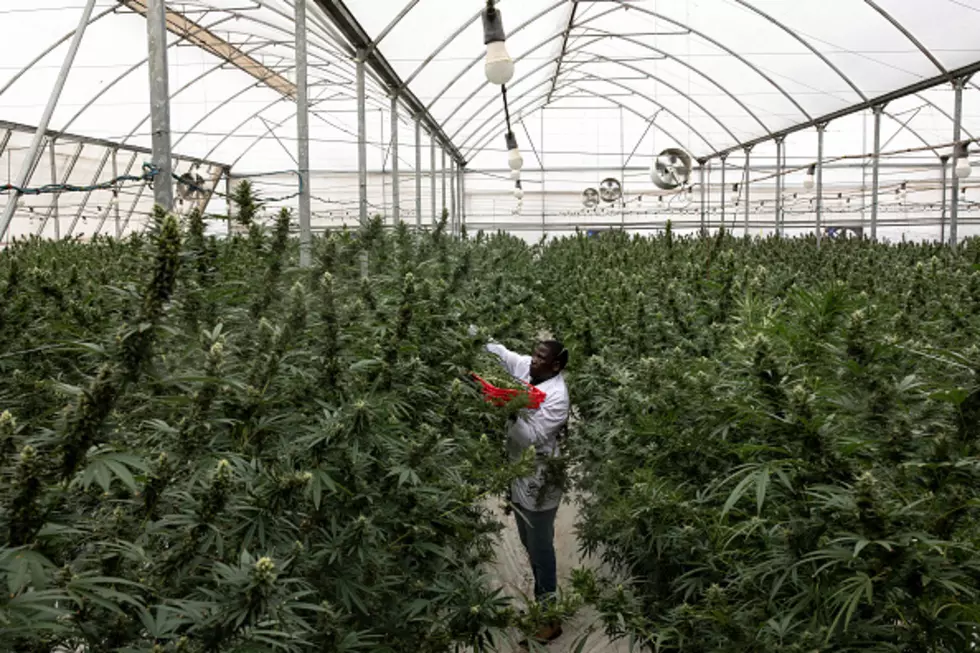 Legal Pot Is Creating A &#8216;Budding&#8217; Job Market