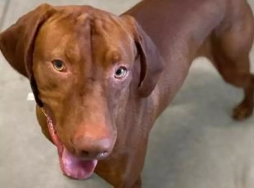 A Dog Named Roy, This Week&#8217;s Adoptable Pet