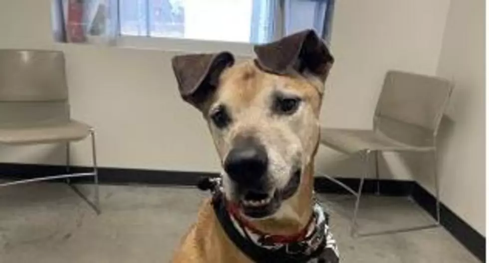 If You Love Scooby-Doo, You&#8217;ll Love Cano, Up For Adoption