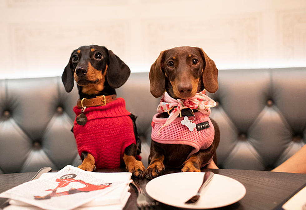 Your Dog Can Enjoy A Three-Course Meal At These 5 Restaurants in The Cities