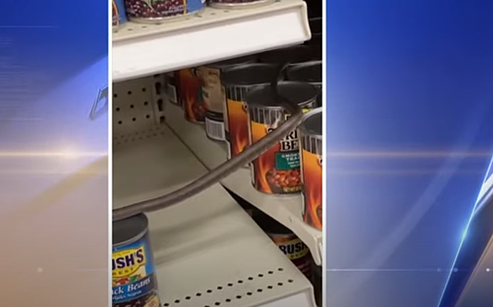 Snake Found on a Shelf at Target in the Baked Beans