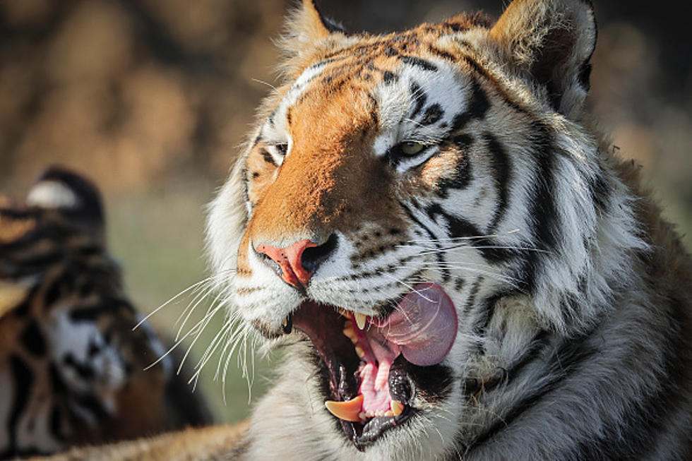 Wildcat Sanctuary Takes in Big Cats from Tiger King Parks