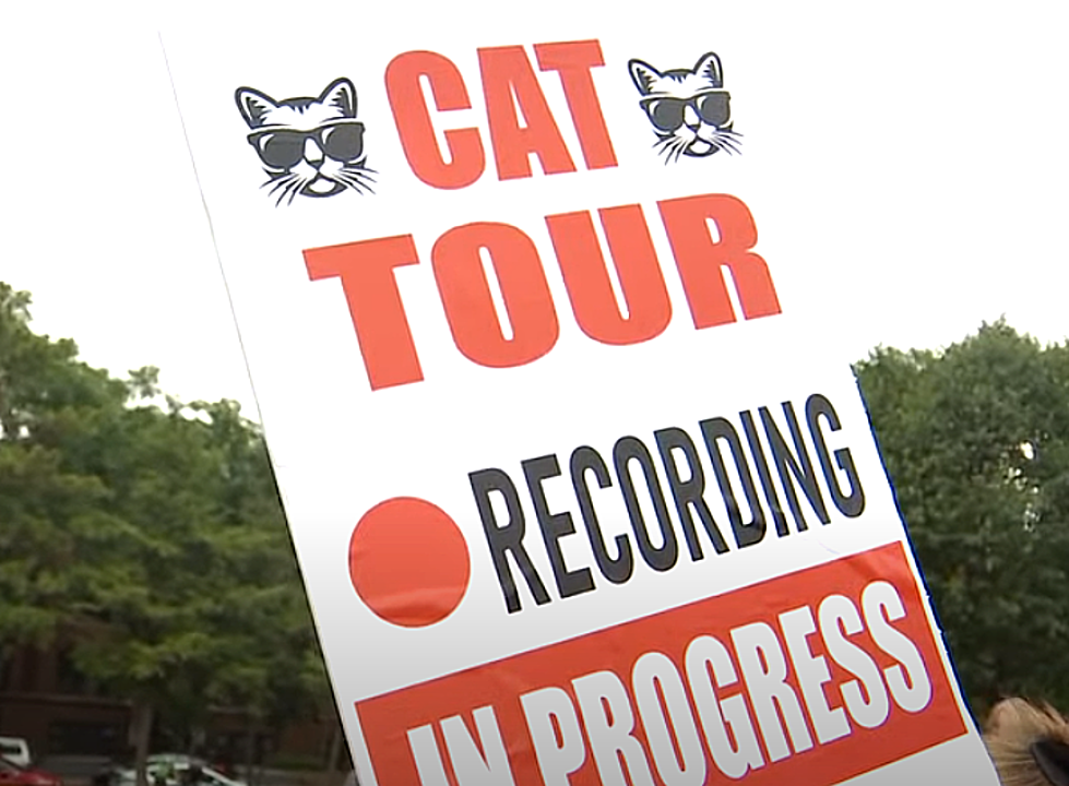 Over 300 People Actually Took Part in a Tour of Cats in Minnesota