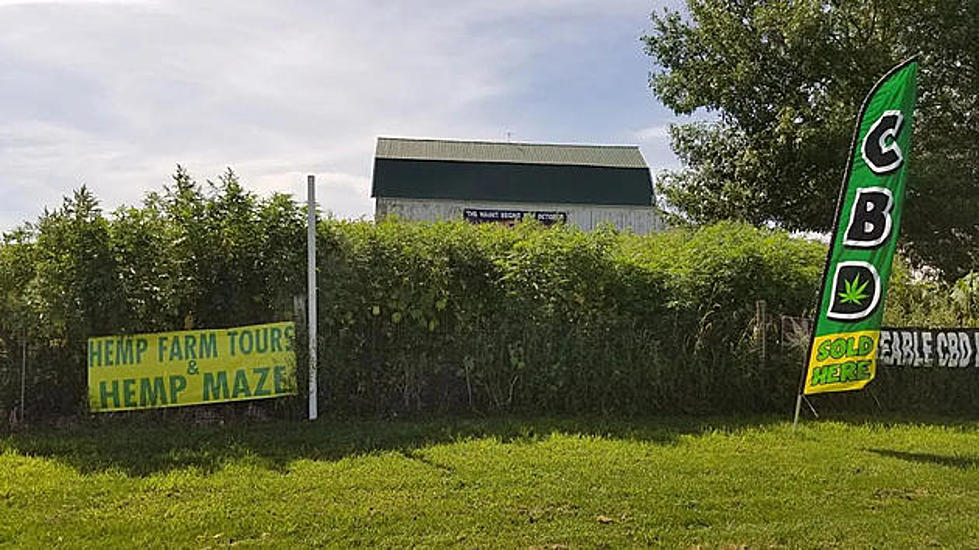 Check Out the New Minnesota Hemp Maze, Yeah, Hemp Maze