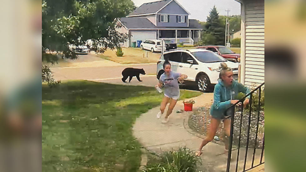 Minnesota Teens Panic as Black Bear Approaches Them [WATCH]