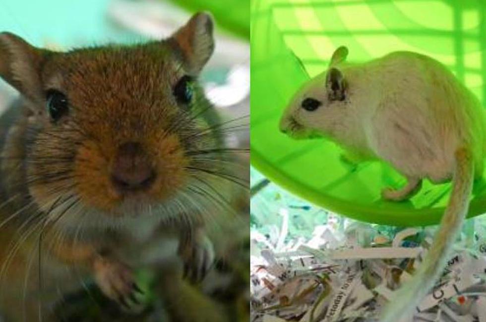 This St Cloud Dynamic Duo Of Gerbils Is Up For Adoption