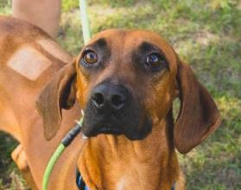 Ole Red Ain't Nothin' But A Hound Dog And Needs A Home