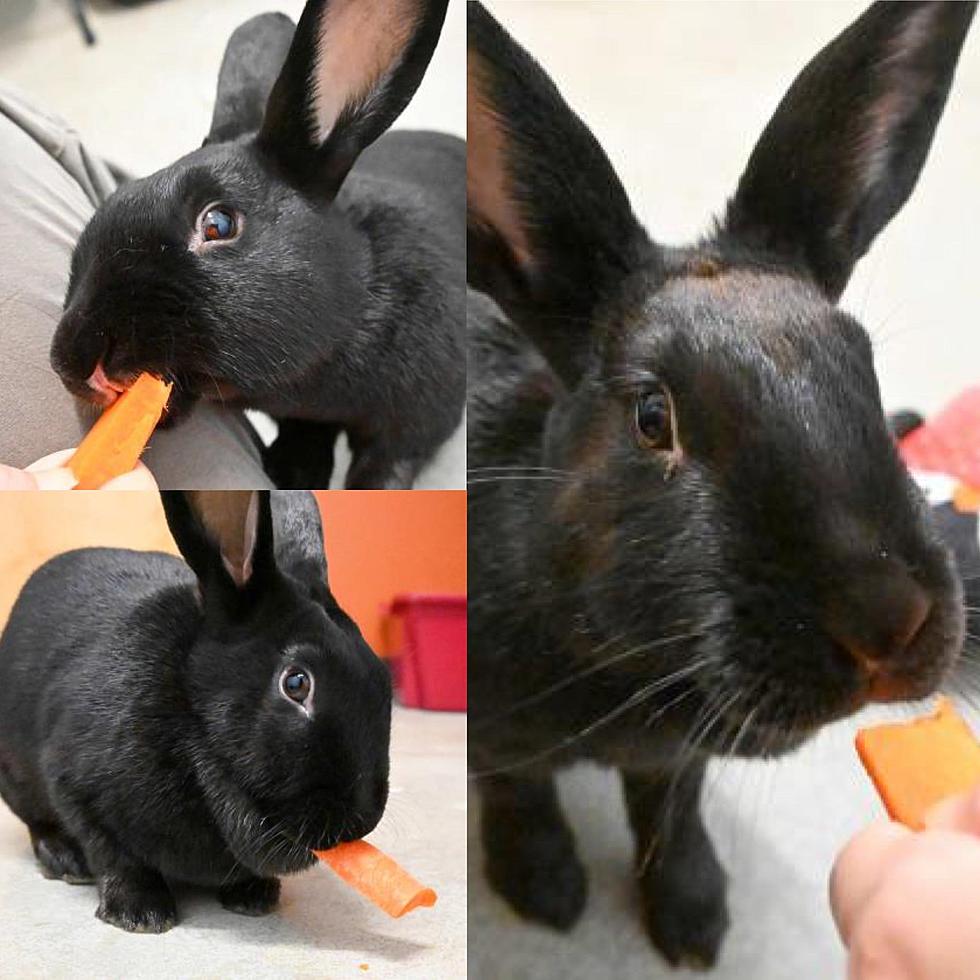 3 for 1 Bunnies Up For Adoption This Week