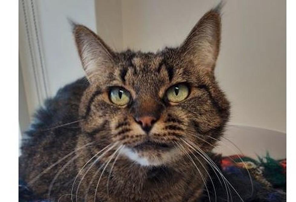 Winnie The Cat Needs A Home And Companion