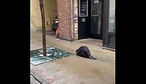 (WATCH) This Beaver Walk The Streets Of Downtown St Paul (video)