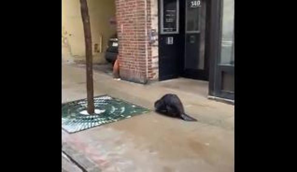 (WATCH) This Beaver Walk The Streets Of Downtown St Paul (video)