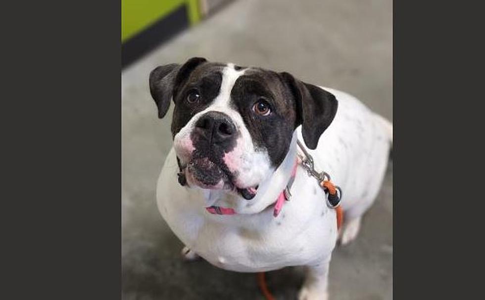 This Pudgy Pup Is Up For Adoption This Week, Meet Leila