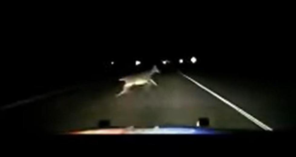 (WATCH) Minnesota Sheriff’s Car Going 114 Hits Deer