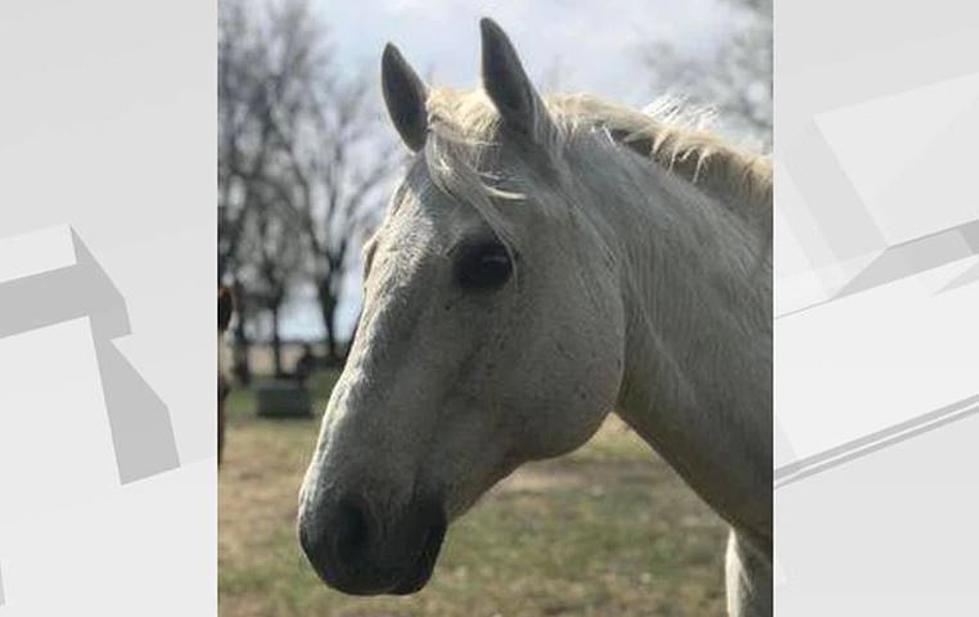 Minnesota Authorities Searching For Horse Killer