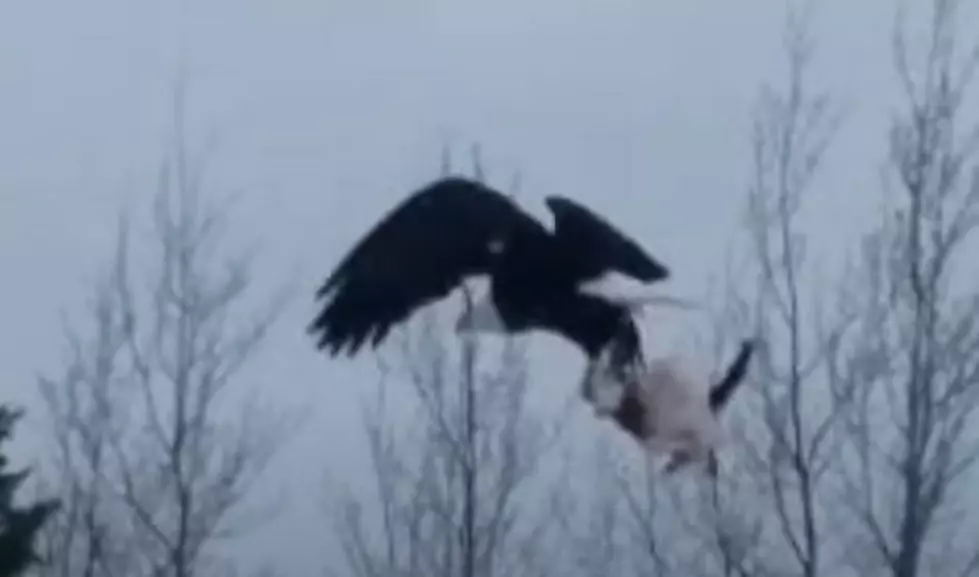 (WATCH) Bald Eagle Snatches Someone&#8217;s House Cat In Northern MN