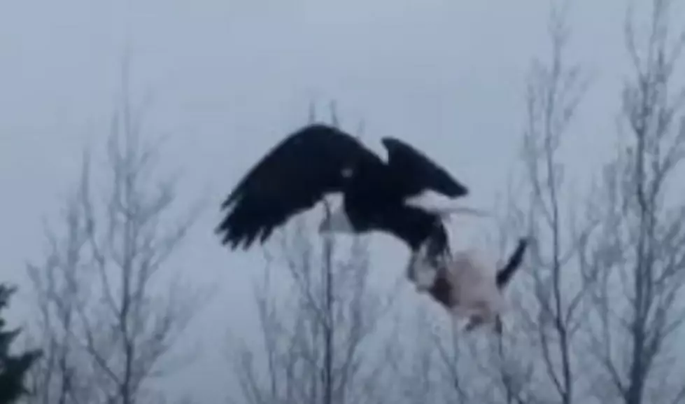 (WATCH) Bald Eagle Snatches Someone’s House Cat In Northern MN