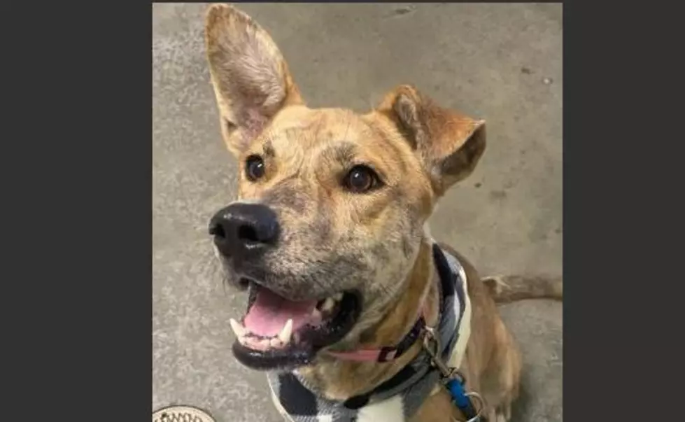 Who's A Good Dog? Raise Your Ear, Sadie Is Up For Adoption