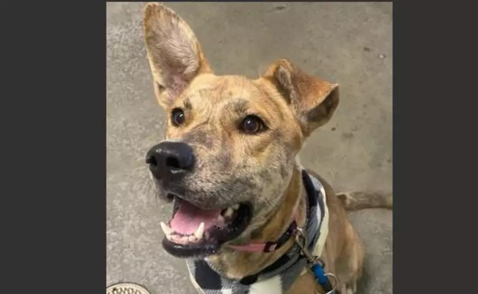 “Who’s A Good Dog? Raise Your Ear” Sadie Is Up For Adoption