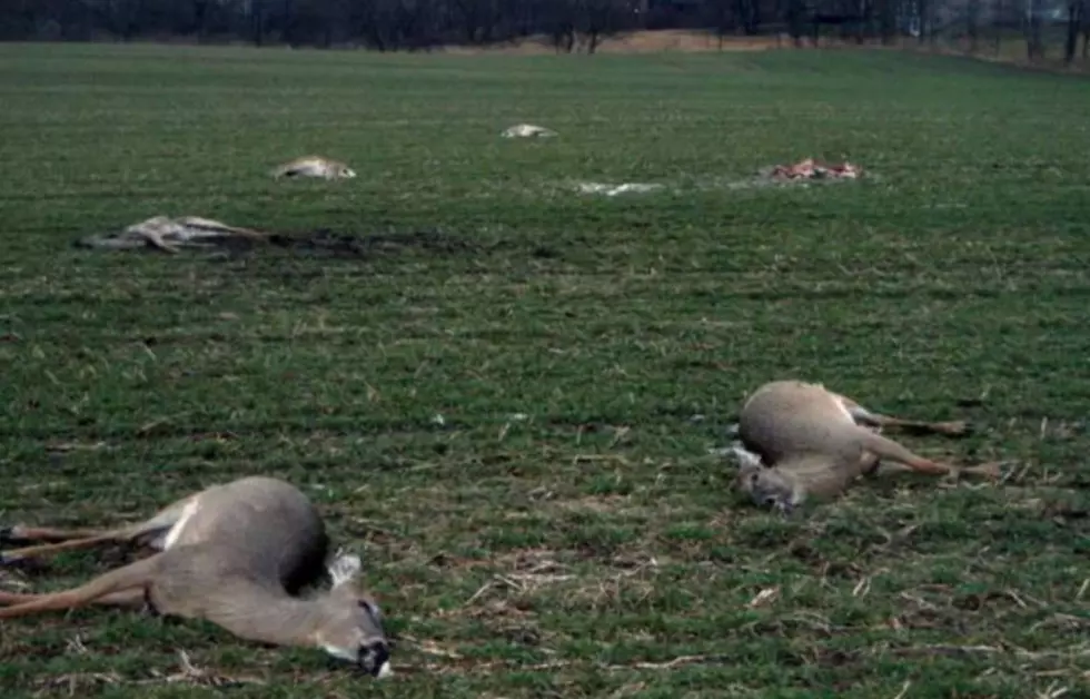 Lightning Bolt Strikes And Kills Deer Herd In Wisconsin