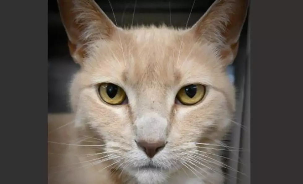 This Week's Adoptable Pet Is A Determined Looking Cat Named Bear