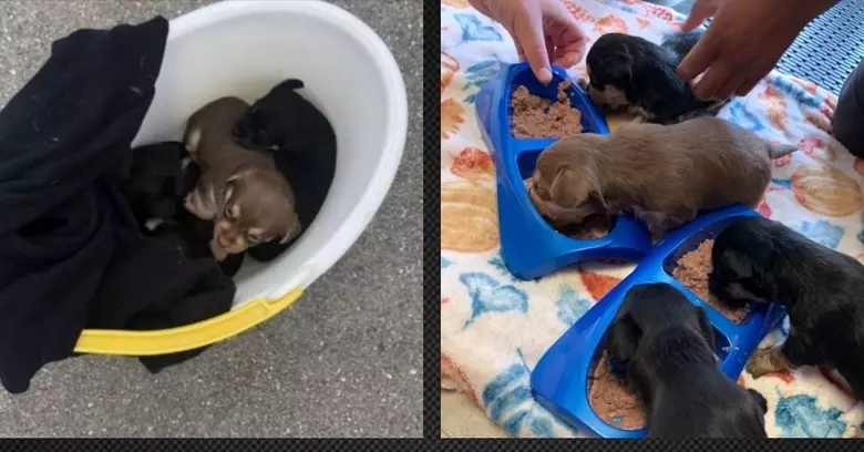 Bucket of Puppies Abandoned in a Willmar Park