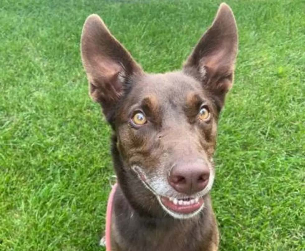 It’s School Picture Day for Tucker – He Needs a Home